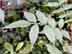 winged sumac leaf