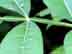 winged sumac leaf: rachis