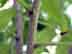 winged sumac twig
