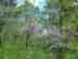 wisteria: form & habitat