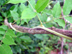 wisteria twigs