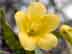 yellow jessamine flower