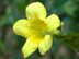 yellow jessamine flower