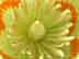 yellow-poplar flower: close-up